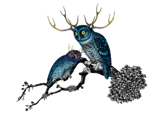 WEARECAPRI portfolio the arbor collection: OWL